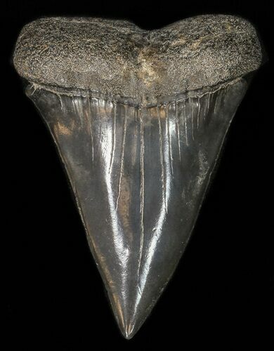 Large, Black Fossil Mako Shark Tooth - Georgia #42265